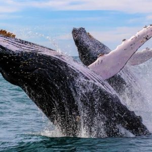 Whale Watching Tours - The Basics