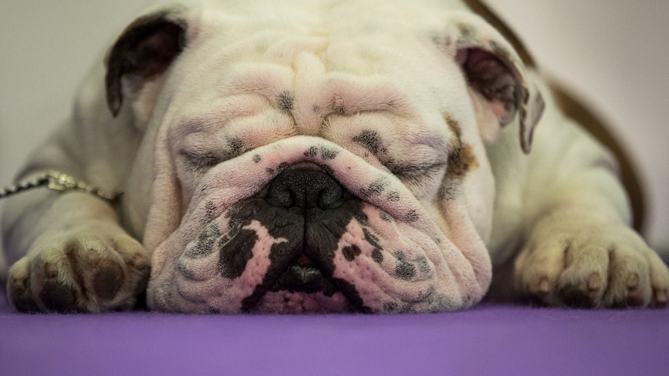 Lunacy in Dogs; An Insight!
