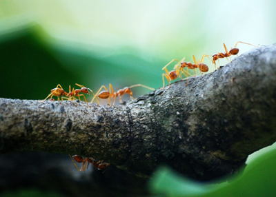 Expert Advice to Get Rid of Ants This Summer