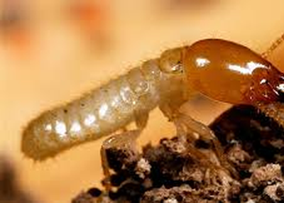 What to Do When You Find Termites in Your Property?