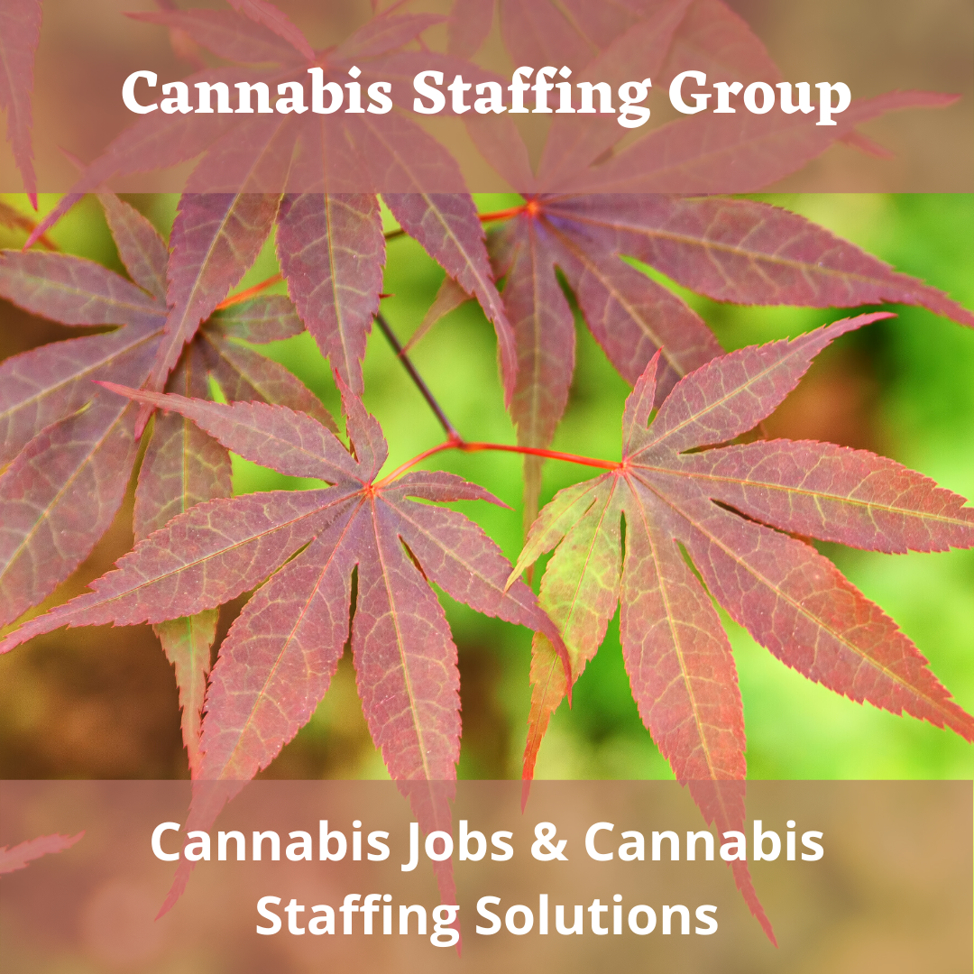 Cannabis Jobs & Cannabis Staffing Solution