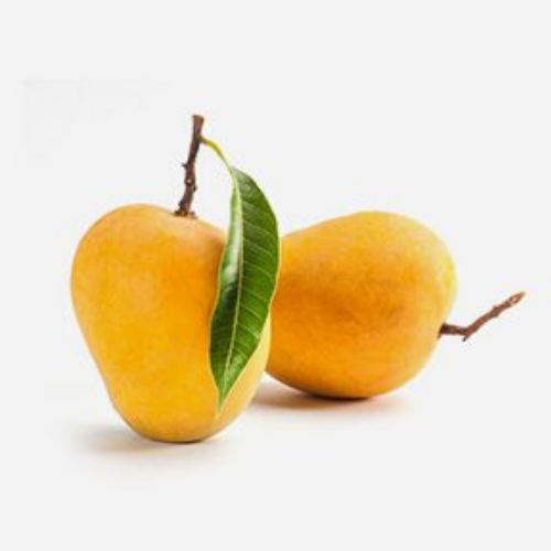 Alphonso Mango Farms In Devgad India | Vecov