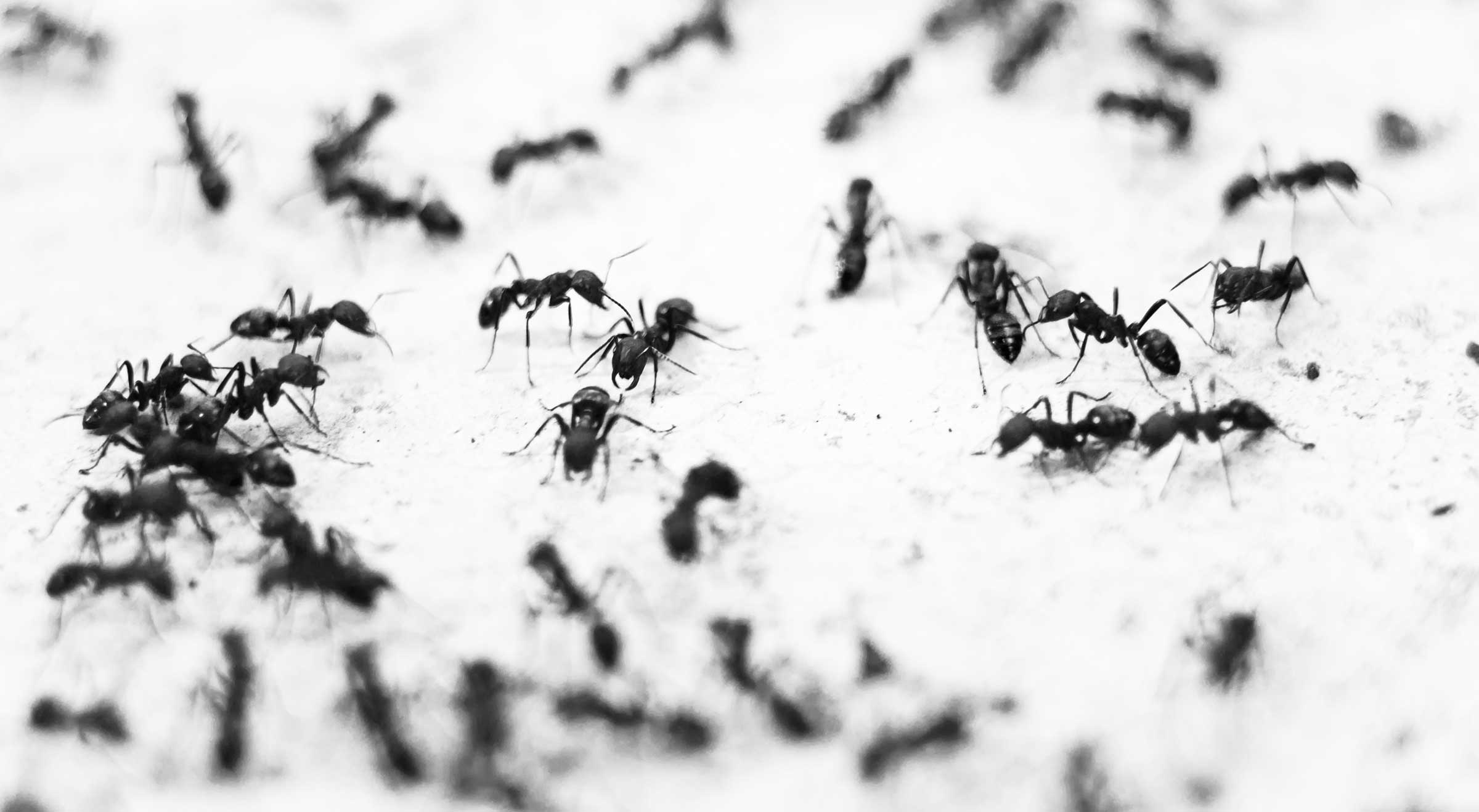 Ant Extermination in Youngstown OH