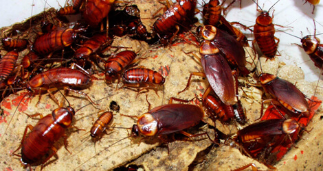 Roaches Removal in Akron OH