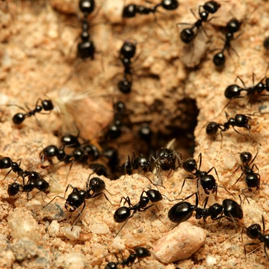 Ant Extermination in Youngstown OH