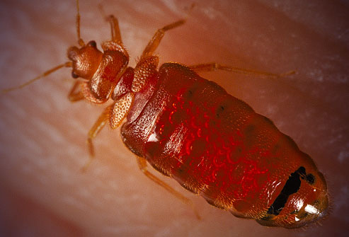 Bed Bugs Removal in Youngstown OH
