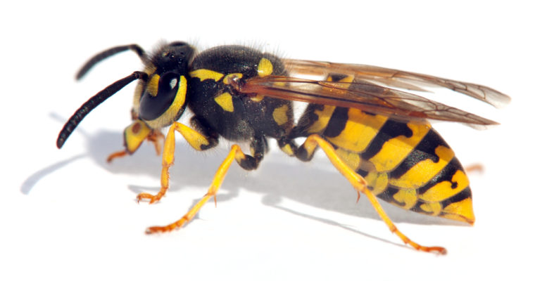 Wasp Exterminator in Akron OH