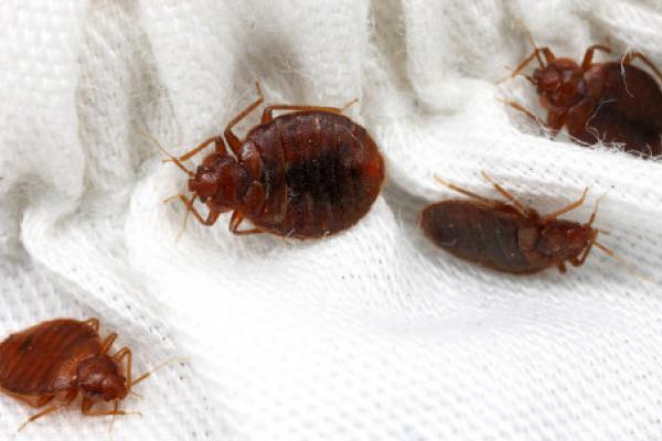 Bed Bugs Removal in Akron OH