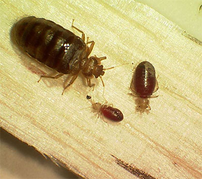 Bed Bug Extermination in Warrenton VA