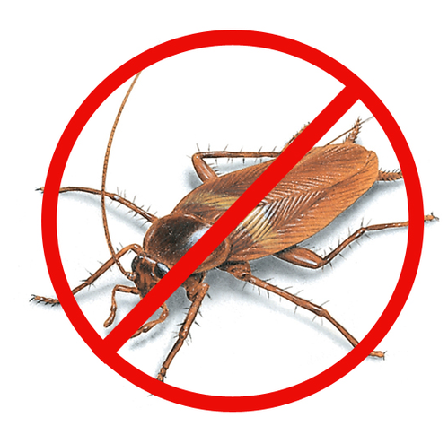 How Cockroaches Can Make You Sick And What Can You Do About It?
