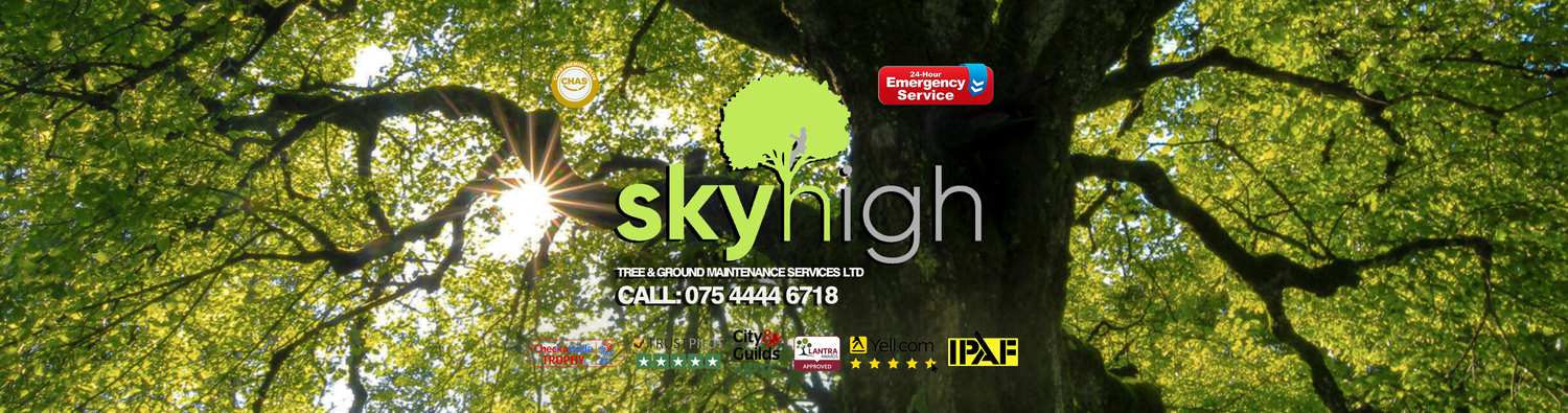 Tree Surgeon & Tree Removal Services