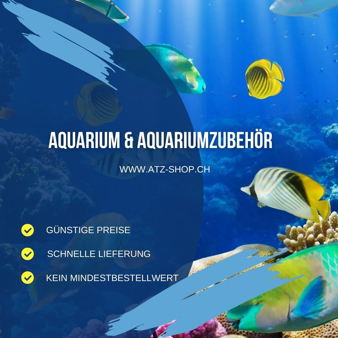 Aquarium für Anfänger.