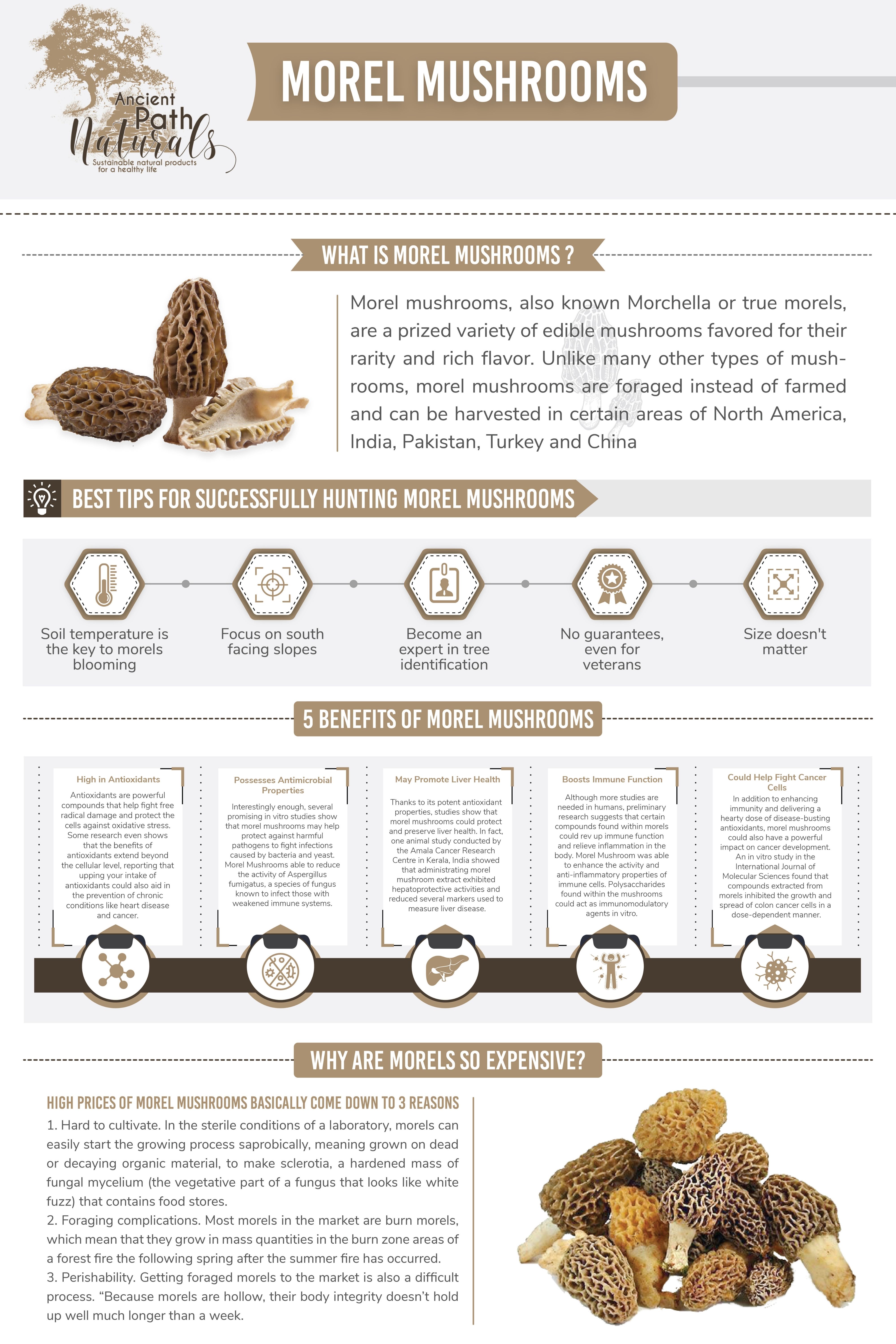 common morel mushroom