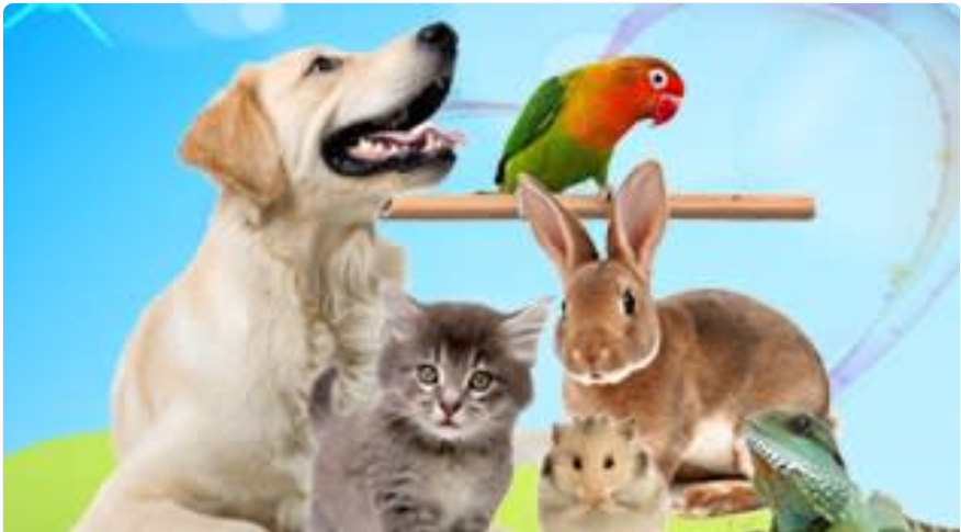 Petgazue For Petsdog beds, pet supplies, cat beds, dog toys, dog apparel, cat apparel, cat toys