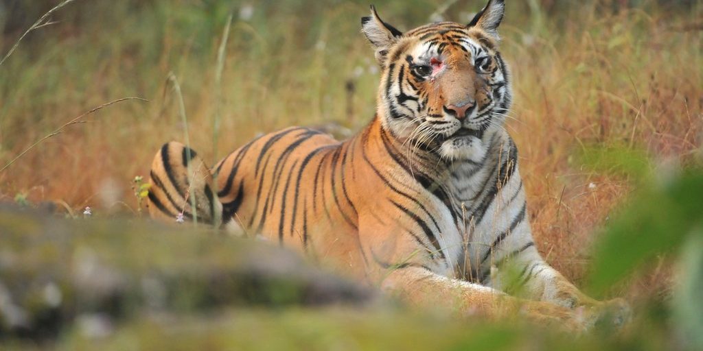 NATIONAL PARKS IN MADHYA PRADESH