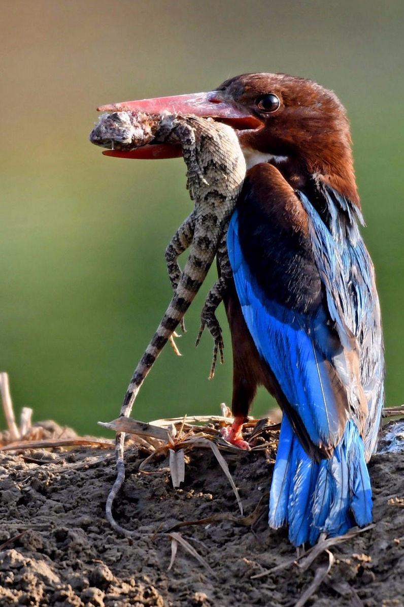 Birding is the perfect indulgence while social distancing