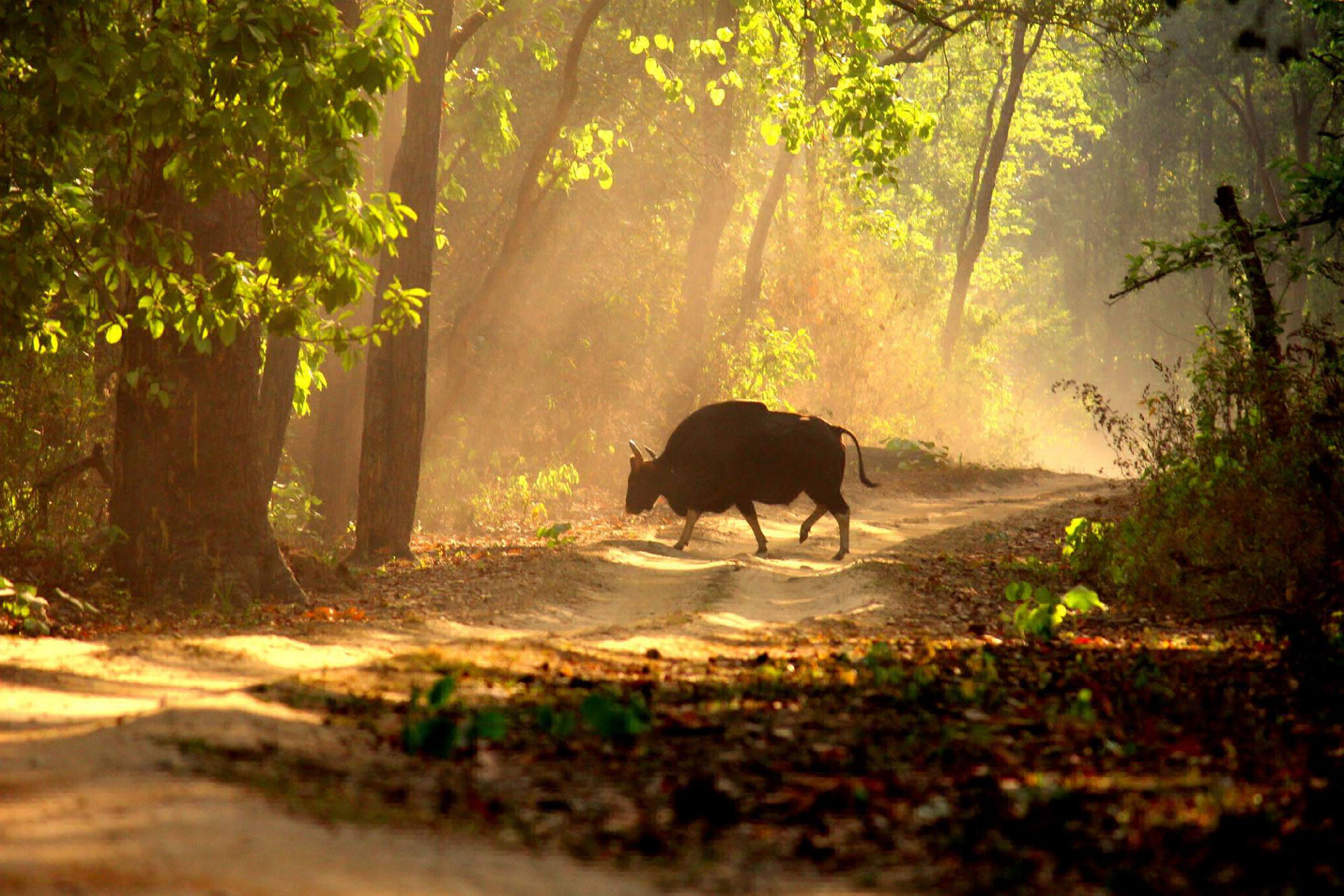 Facts about  Kanha National Park