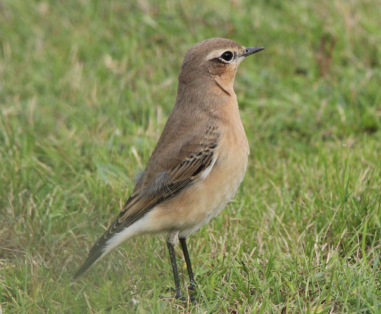 The Bird Hide at The Bagh, Kanha National Park