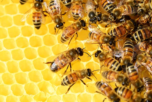 What Extreme Methods Are Taken for Bedbug Treatment & Bees Removal