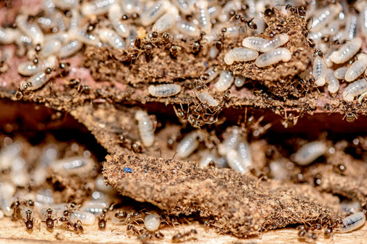 Adopt An Effective Plan for New York Termite Treatment to Prevent Intrusion