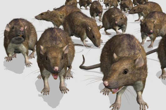 Tips on How to Spot Pest Infestation – Seek Best Rodent & Bedbug Treatment Service