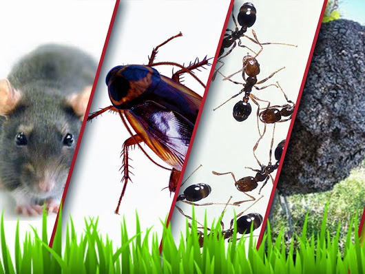 How Professional Pest Control Services is the Key to Reliable Remedies for Insects Problems