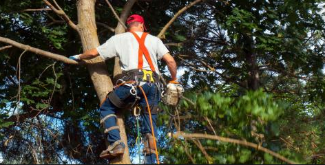 Tree Removal Services