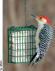 Suet | Garden Gate