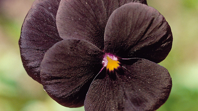 Black Flowers And Foliage