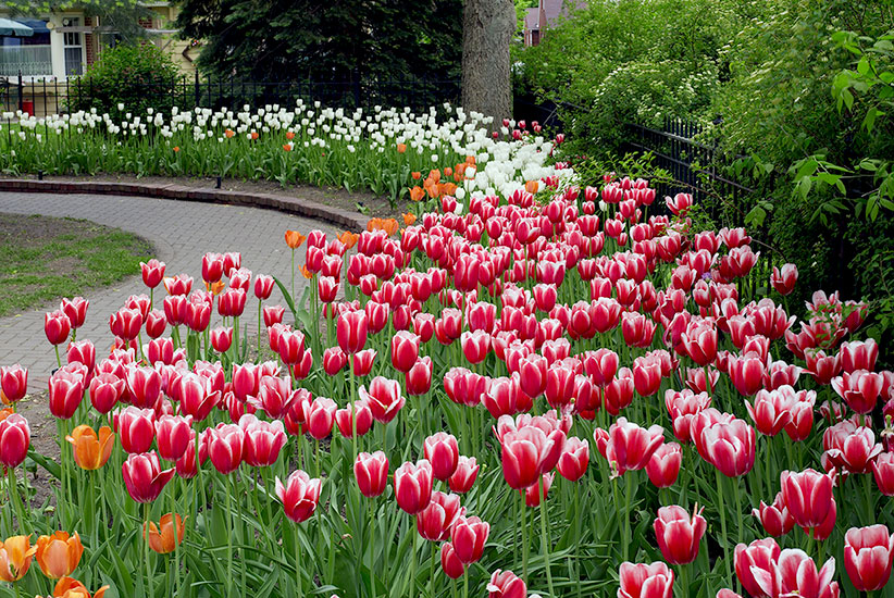 Red Flowers | Garden Gate