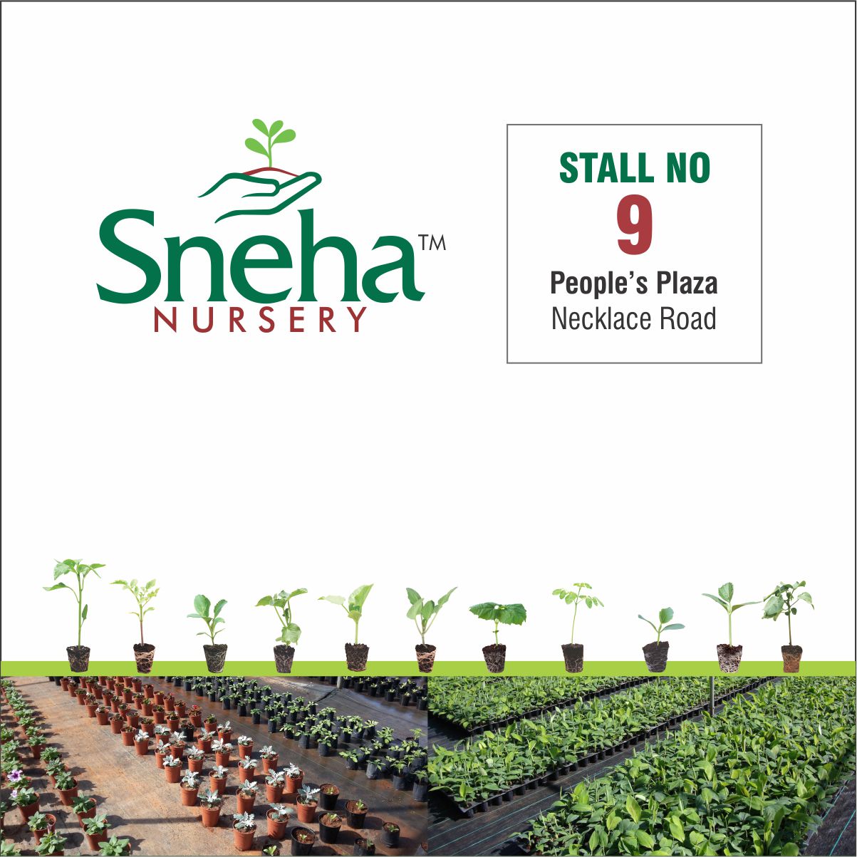 Plant Nurseries in Hyderabad | Flower Plant Nurseries | Sneha Nursery