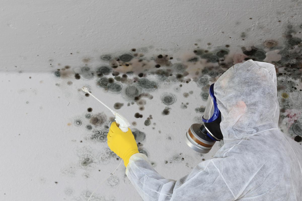 Mold Removal - The Green Way