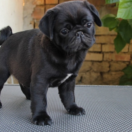 Amazing Pug Puppy family