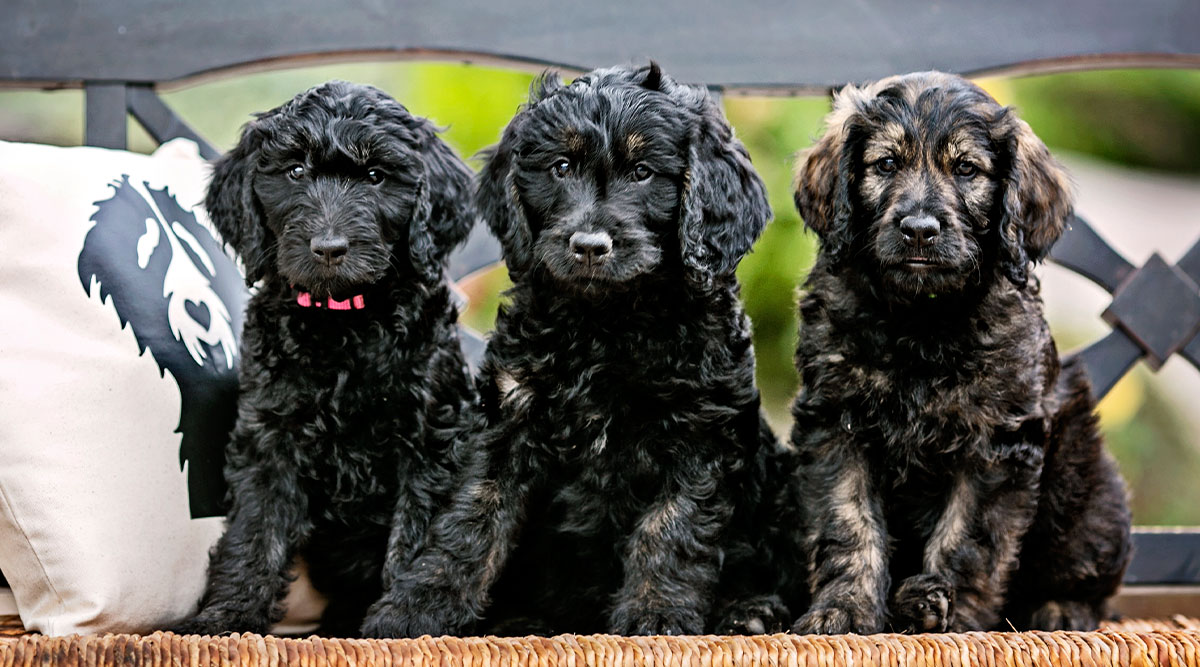 Labradoodle Puppies for Sale in California