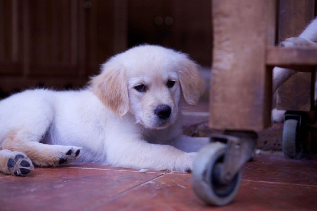 Facts About Golden Retriever Temperament