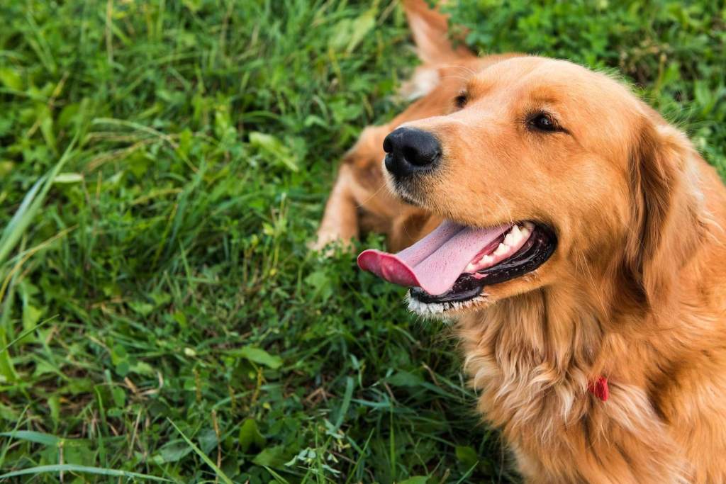 How To Stop Golden Retriever Barking