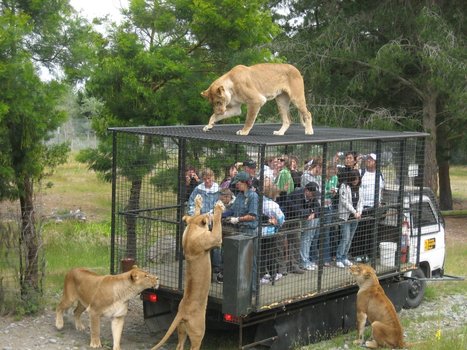 Get online Corbett tour packages with Nainital Corbett tourism
