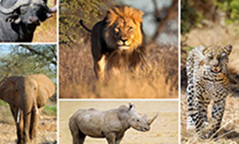 Get Tanzania Shared Group Safaris