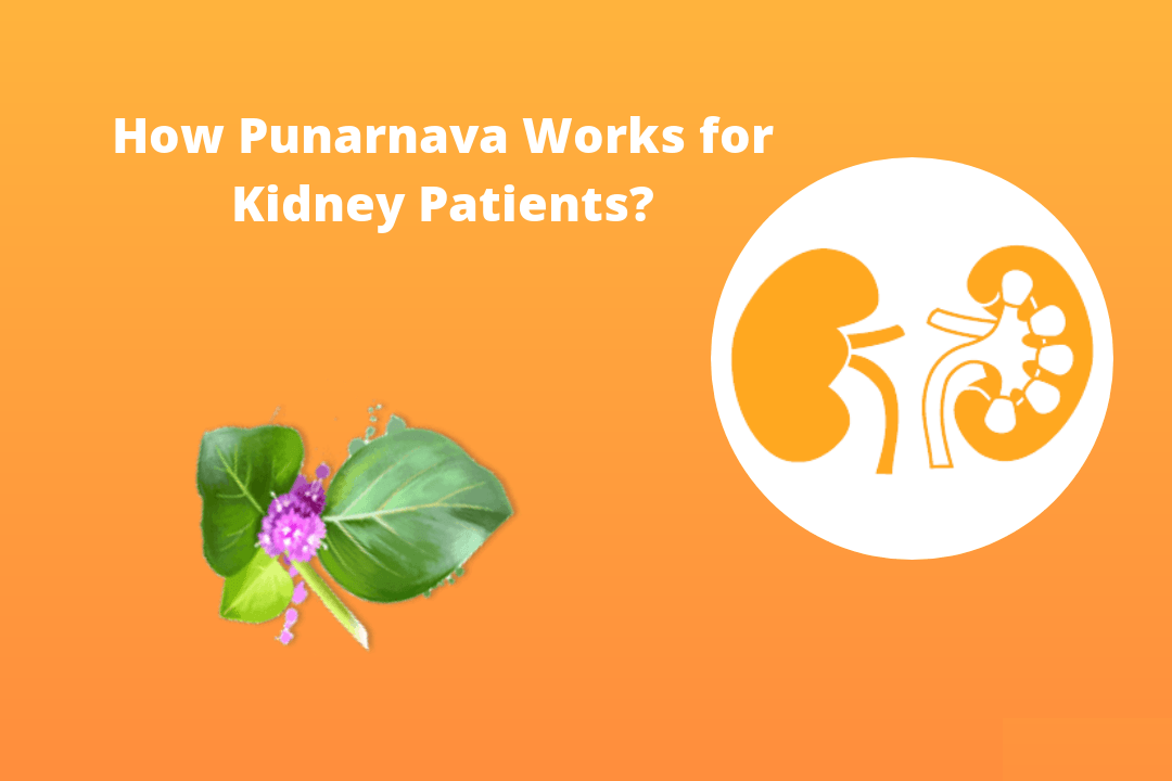 How Punarnava Works for Kidney Patients?