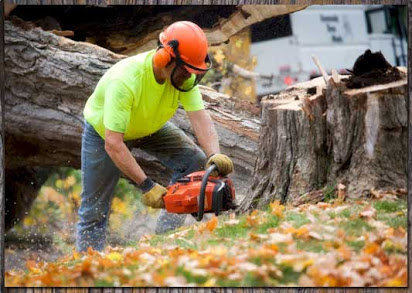 How Tree Service Company Helps In Enhancing The Value Of Your Property?