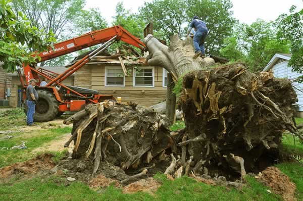 Know How Winter Affects the Trees