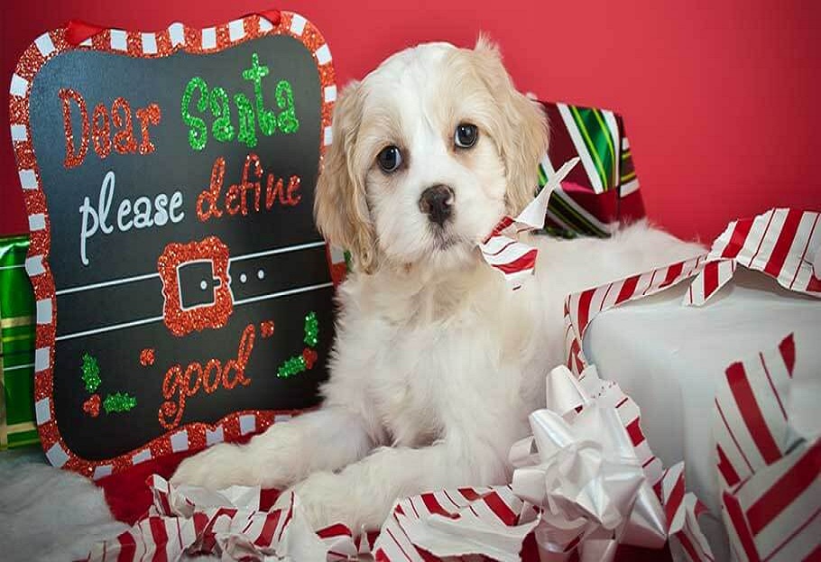 Best & Top Gifts that can entertain you & your dogs