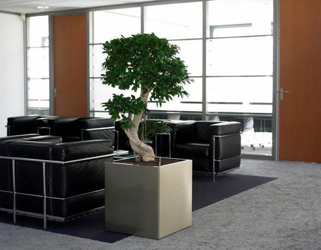 How Office Plant Hire in Clayton Will Affect Your Workspace?