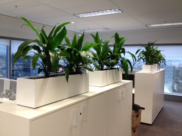 What Are The Different Types Of Plants Provided By The Plant Hire Melbourne?