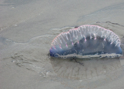 15 most dangerous sea creatures