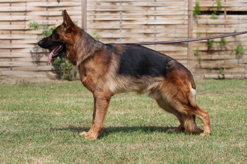 Fully Trained Dogs for Sale- Add a new member in your family