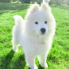 Why You Need to Find the Ideal Samoyed Puppies For Sale