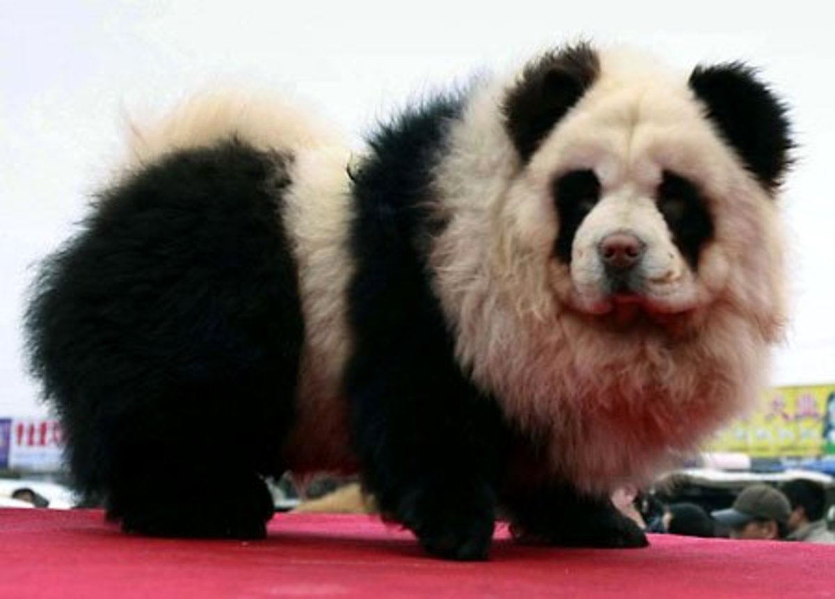 Do You Know about Panda Dog ?