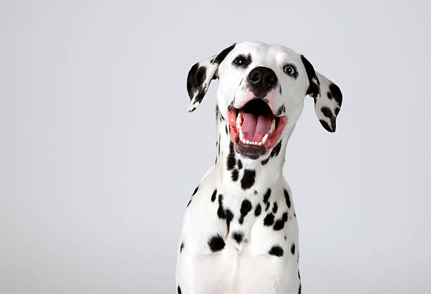 Dalmatian Dog Breed Information