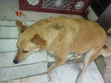 Important Note for dog feeding in Lock-down